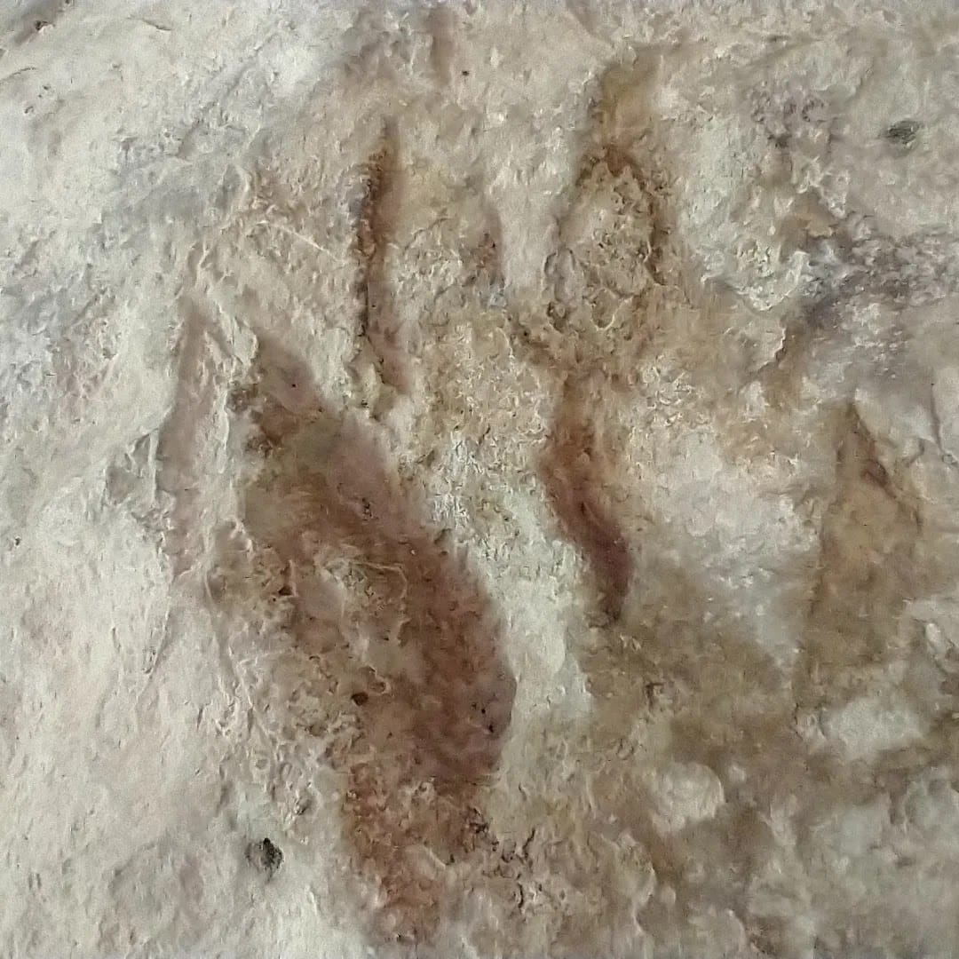 eventi/544-Collepardo-Grotta mano-Miniera dell'Oro-Cascata Capo Rio-2026-05-10/fotopresentazione/images/grotta della mano.jpg